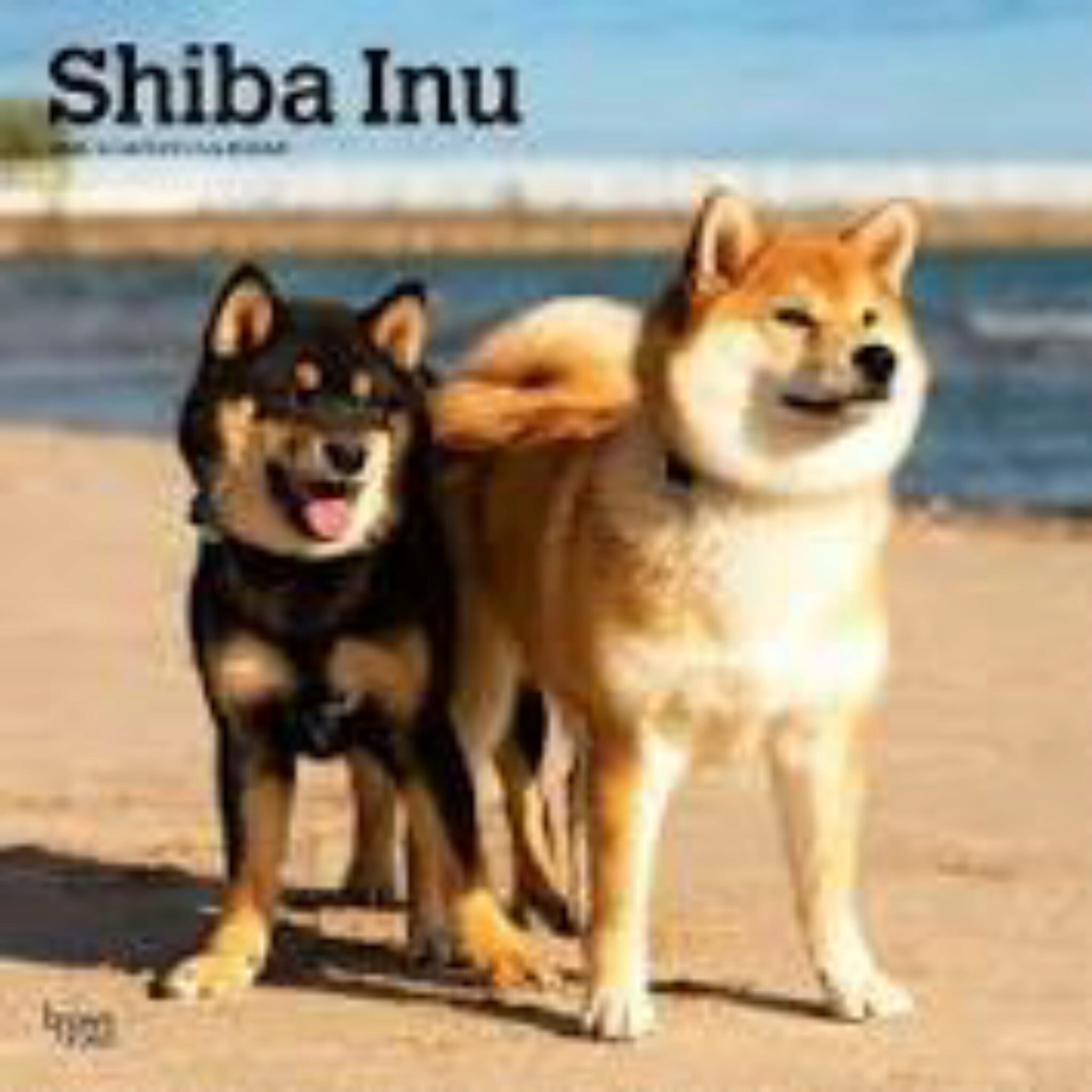 4 Shiba Inu-kleuren. Compleet Overzicht Met Afbeeldingen