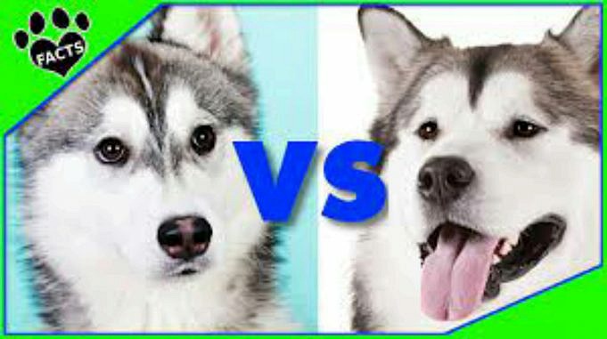 7 Beste Hondenvoer Voor Husky's Mei 2021. Beoordelingen - The Goody Pet