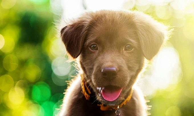 Hoe Puppy's In Slaap Te Krijgen. Dit Zijn 5 Tips Die Jou En Je Hond Helpen De Nacht Door Te Komen.