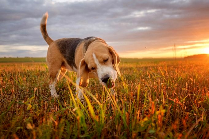 Waarom Eten Honden Gras Vier Redenen Van Een Dierenarts